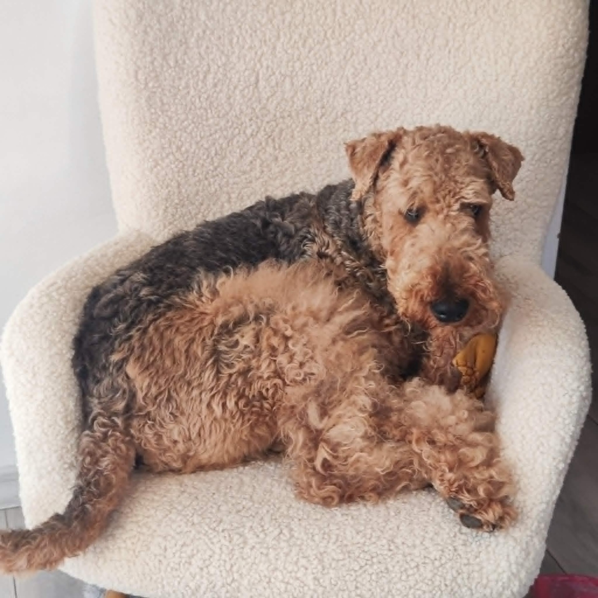 Airedale Terrier Richard