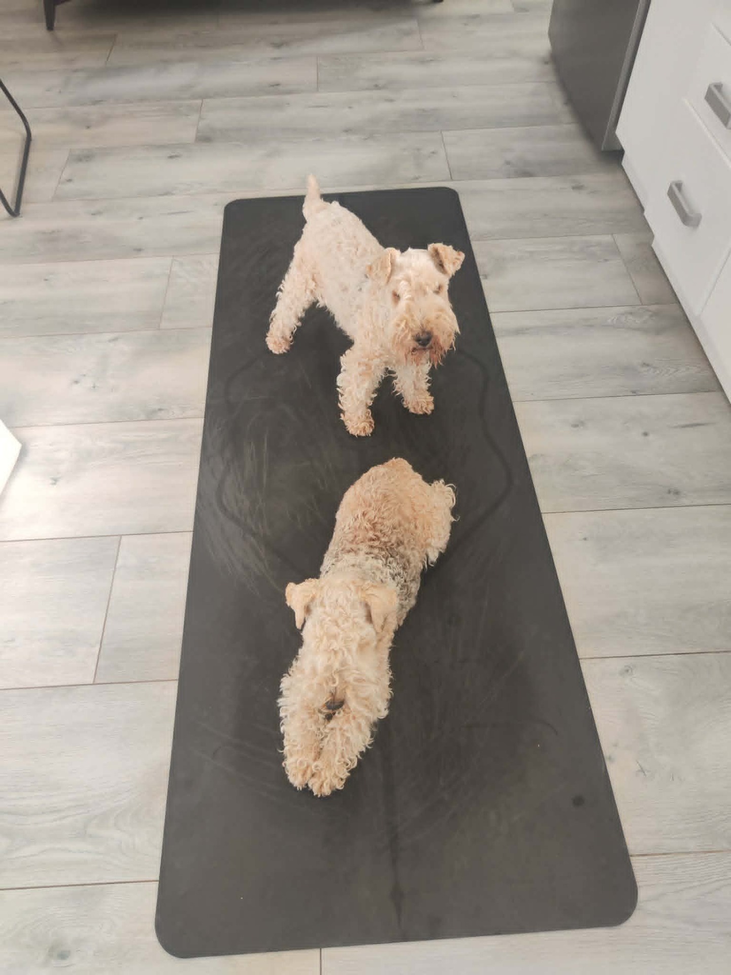 Lakeland Terriers