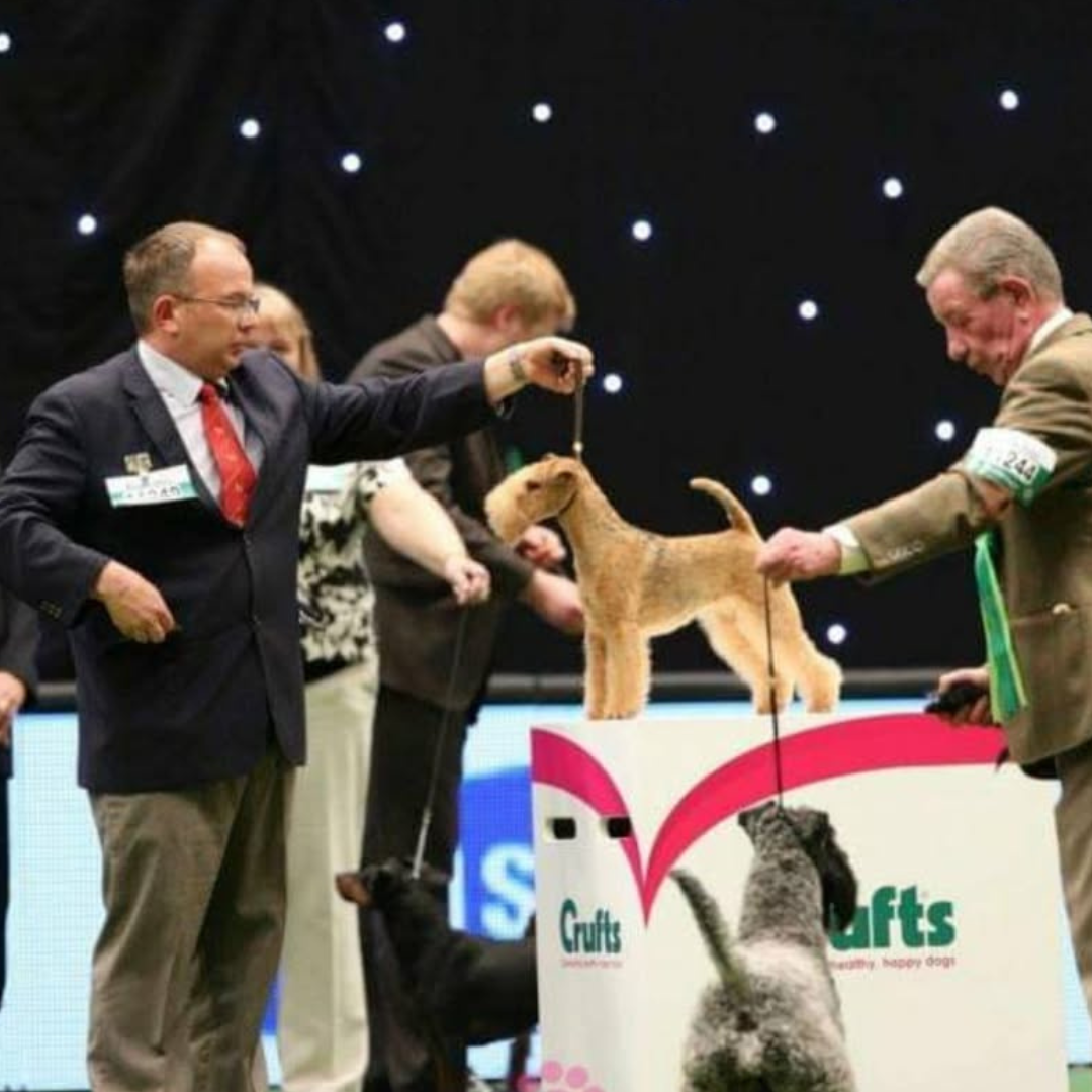 Lakeland Terrier Ch. Saredon Don't Stop Me Now aka Adele; BOB at Crufts 2015